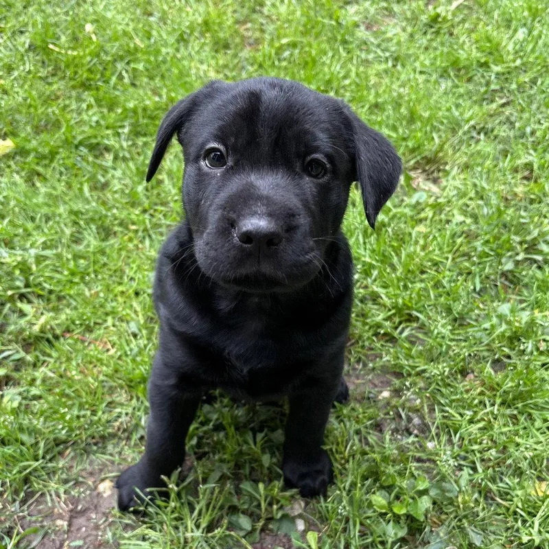 Stuffed Shells thumbnail 3