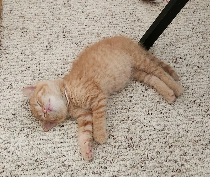A baby medium-sized male Orange & White Tabby cat named Tangocome Meet Me for adoption in Decorah, IA
