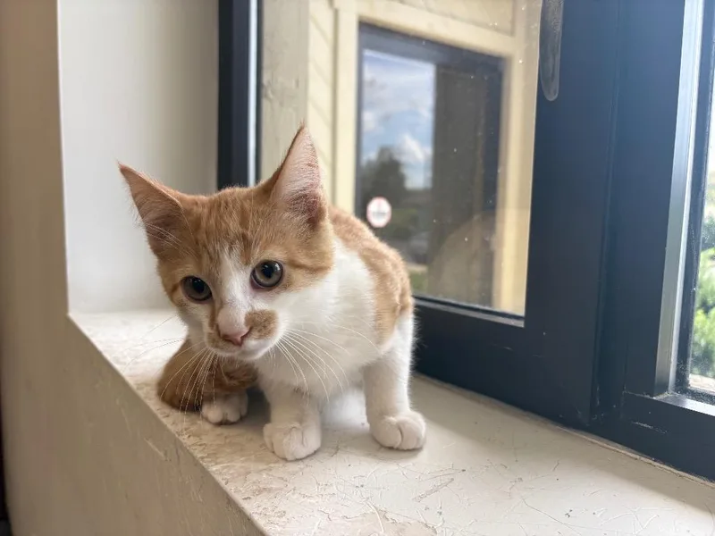 A baby medium-sized male Domestic Short Hair cat named Marty for adoption in Findlay, OH