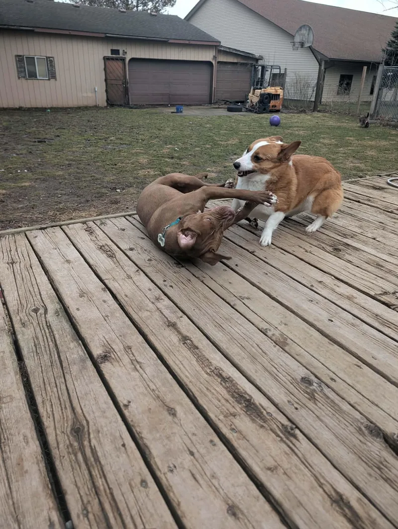An adult medium-sized female Red / Chestnut / Orange Corgi dog named Honey for adoption in Mount Morris, MI