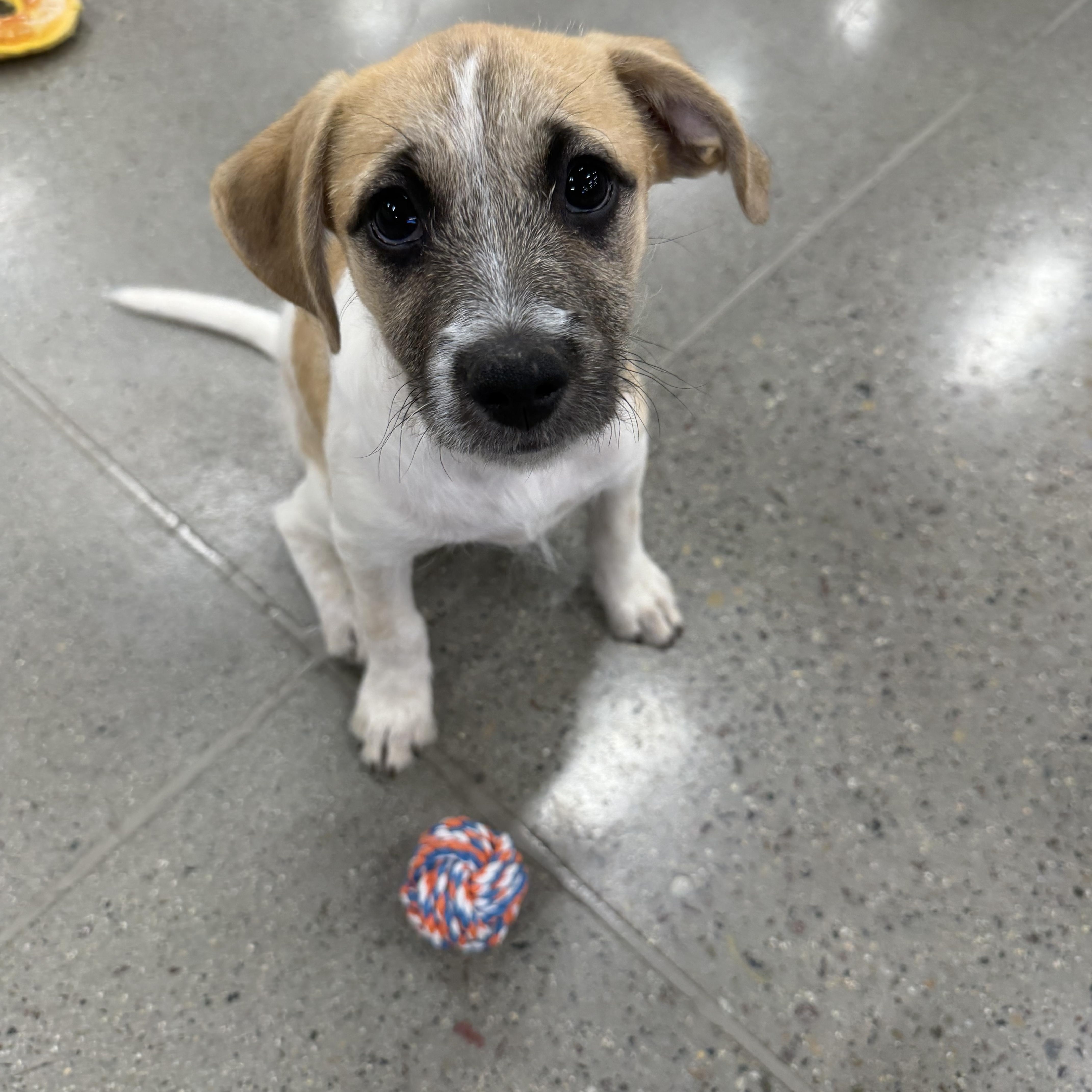 A baby small-sized female Terrier dog named Antonia for adoption in El Cajon, CA