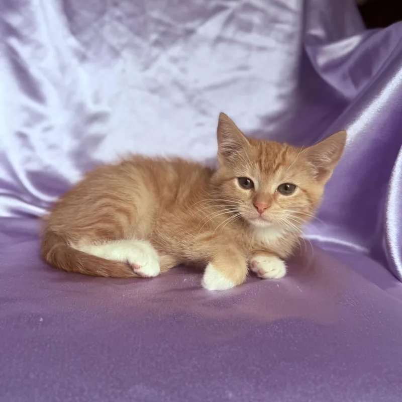 A young medium-sized female Domestic Short Hair cat named Daisy for adoption in Rowland Heights, CA