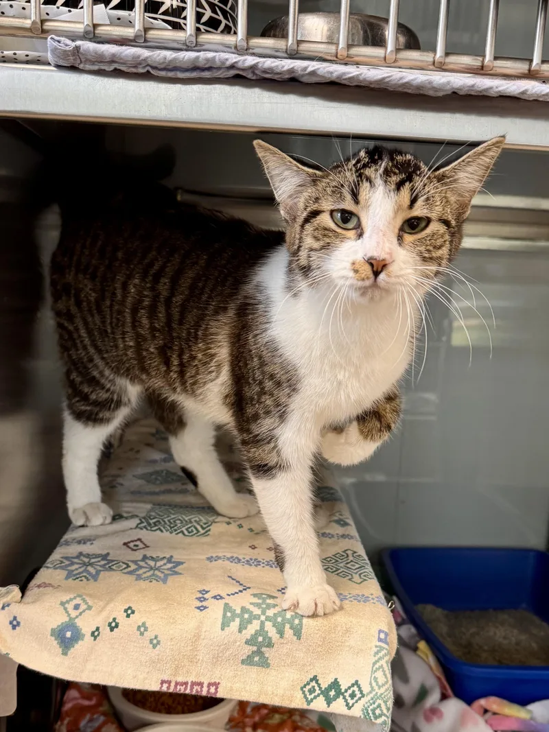 A young medium-sized female White American Shorthair cat named Tansy for adoption in Midland, MI