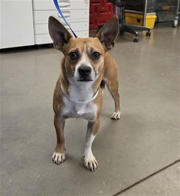 A young small-sized male Chihuahua dog named Hunk for adoption in Phoenix, AZ