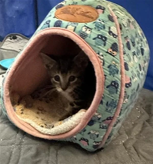 A baby small-sized male Domestic Short Hair cat named Black Beauty for adoption in Statesville, NC