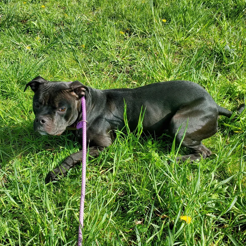 A young medium-sized male Black Pit Bull Terrier dog named Aris for adoption in Jersey city, NJ