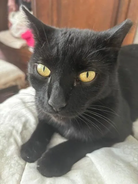 An adult medium-sized male Domestic Short Hair cat named Willie for adoption in New York, NY