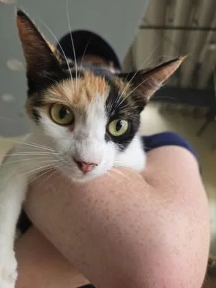 An adult small-sized female Domestic Short Hair cat named Kisha for adoption in New Orleans, LA
