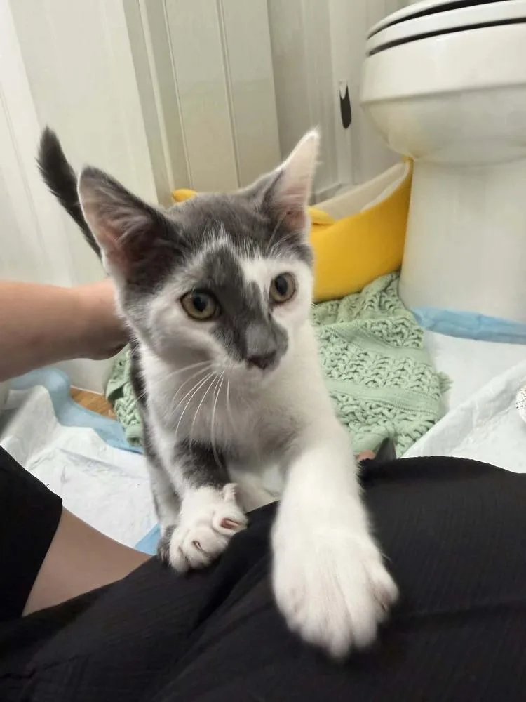 A baby medium-sized male Gray & White Domestic Short Hair cat named Tofu for adoption in Kannapolis, NC