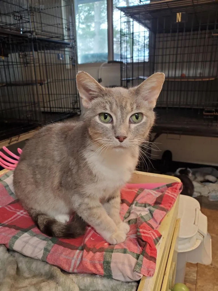 An adult medium-sized male Domestic Short Hair cat named Kipper for adoption in Philippi, WV