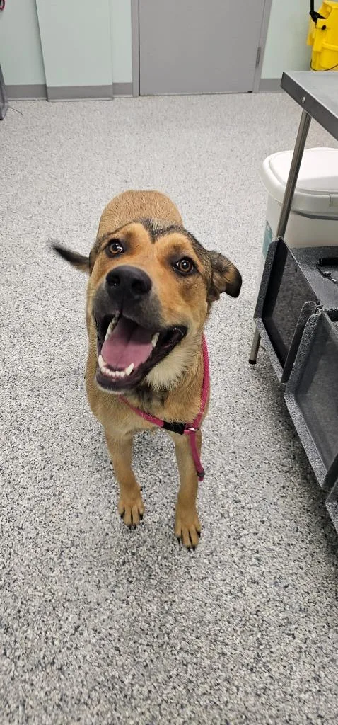 A young extra large-sized female Terrier dog named Angel for adoption in Athens, TN