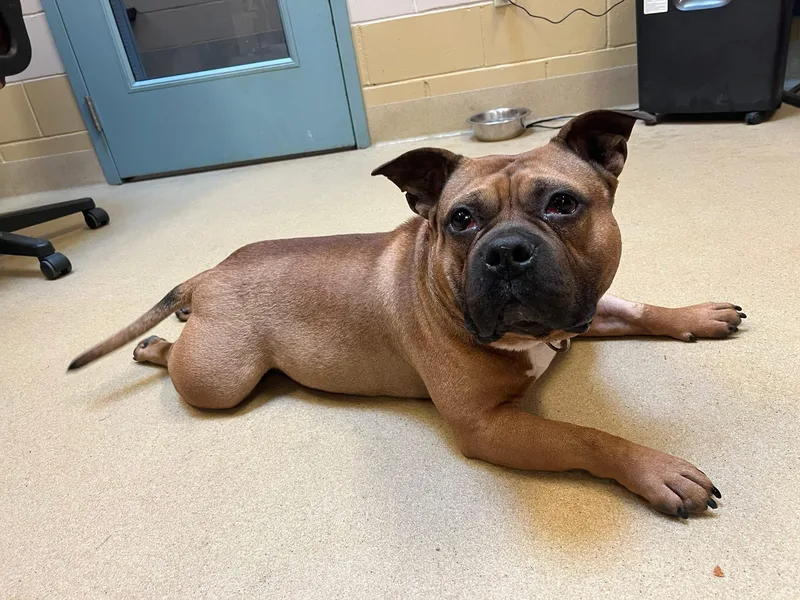 An adult medium-sized male Bulldog dog named Chip for adoption in Southold, NY