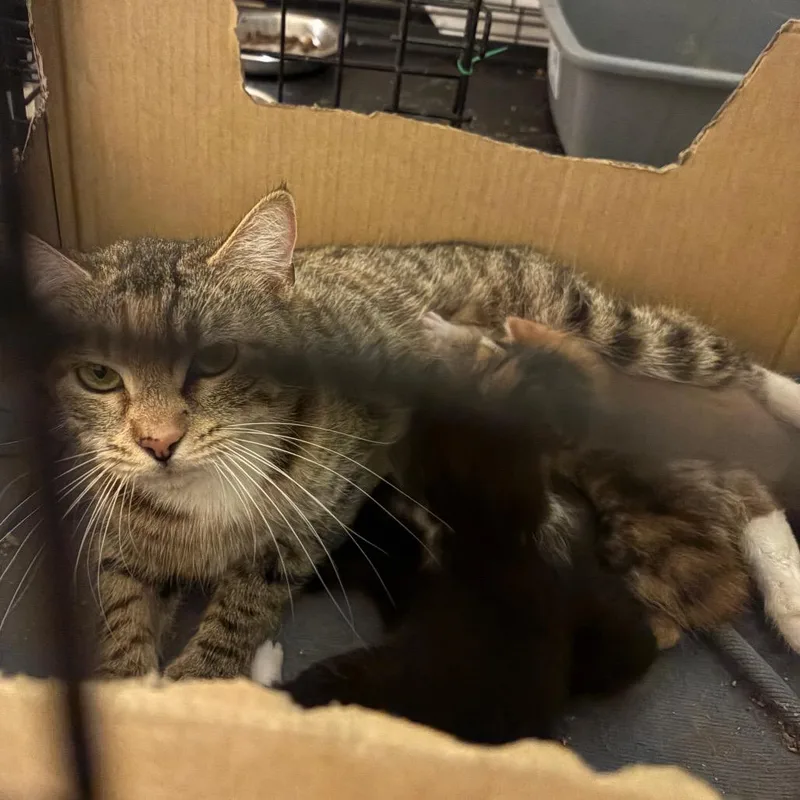 A baby small-sized male Brown / Chocolate Domestic Short Hair cat named Custard for adoption in Pacific Palisades, CA