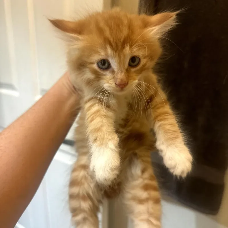 Custard thumbnail 2