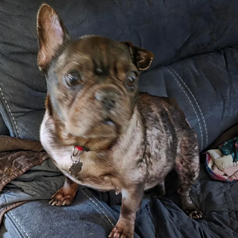A senior medium-sized female Brown / Chocolate Mixed Breed dog named Frenchie  Dixie Kingdom for adoption in Lima, OH