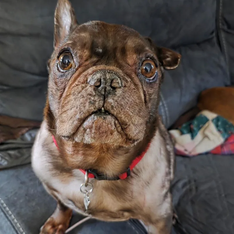 Frenchie  Dixie Kingdom thumbnail 2