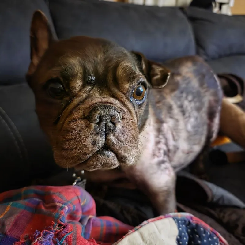 Frenchie  Dixie Kingdom thumbnail 3