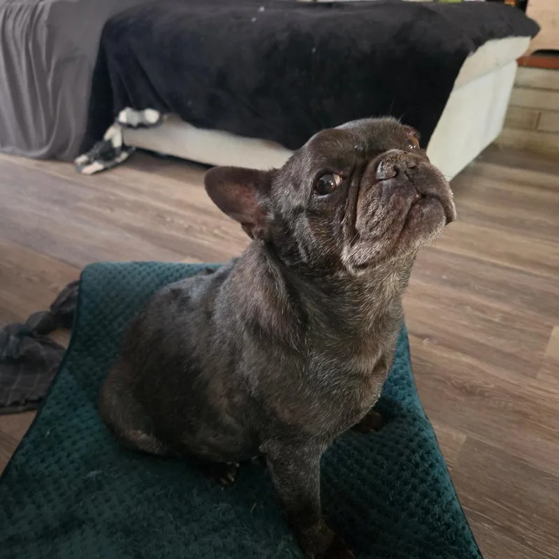 Frenchie  Dixie Kingdom thumbnail 4
