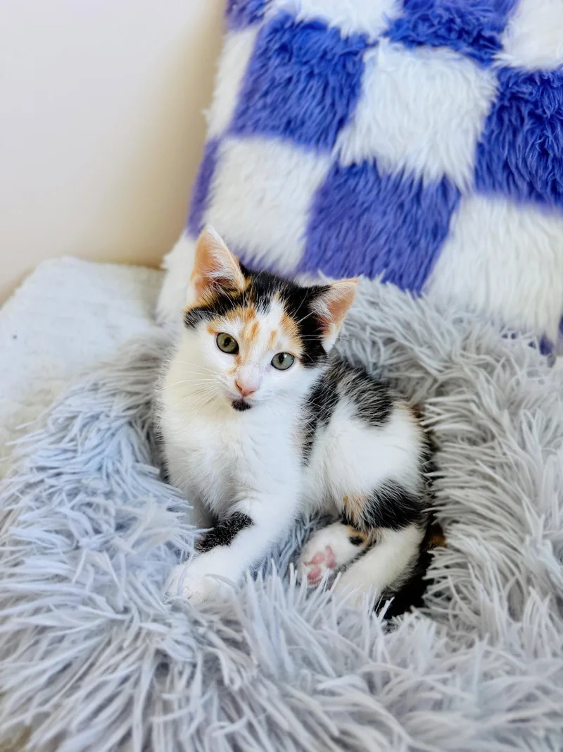 Apricot thumbnail 3
