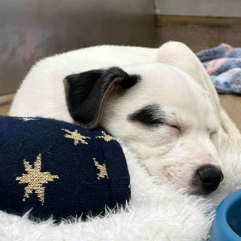 A baby small-sized female White / Cream Husky dog named Maggie for adoption in Corpus Christi, TX