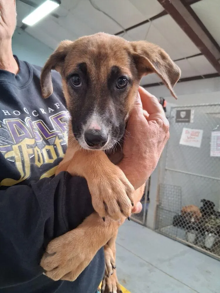A baby large-sized female German Shepherd Dog dog named Fiona for adoption in Mountainair, NM