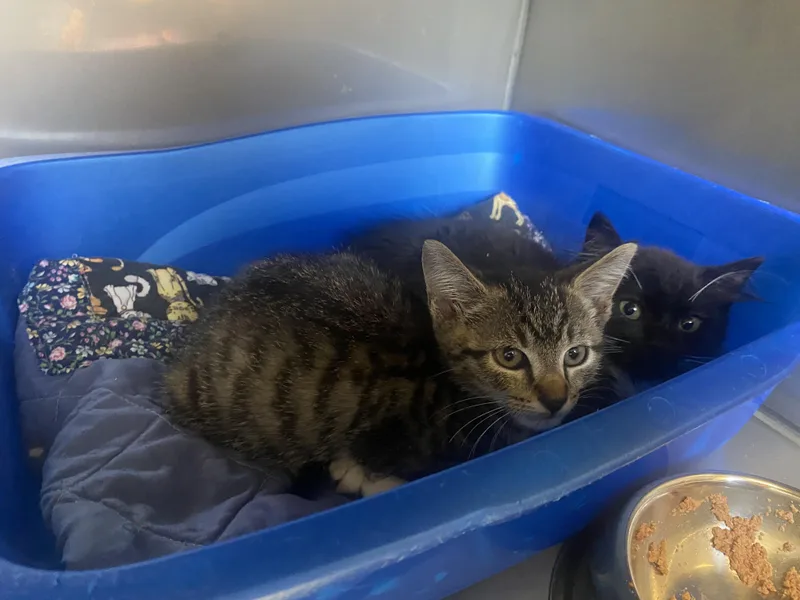 A baby small-sized male Black Domestic Short Hair cat named Bibble & Tibble for adoption in King George, VA