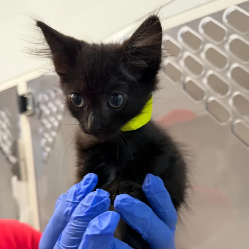 A baby small-sized female Black Domestic Short Hair cat named Novie for adoption in Marshall, TX