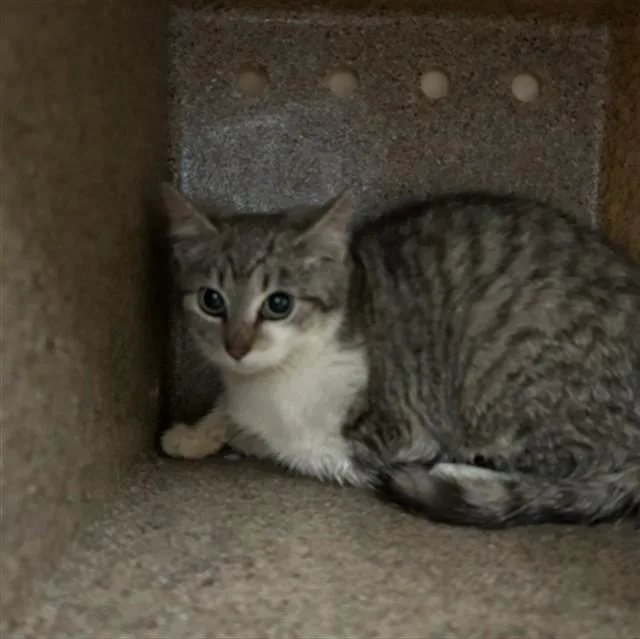 A baby small-sized female Domestic Short Hair cat named Stack for adoption in Lincolnton, NC