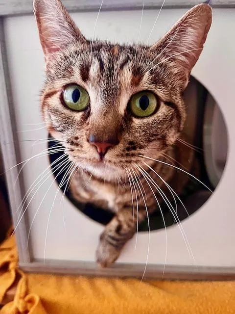 An adult large-sized female Tabby (Brown / Chocolate) American Shorthair cat named MamaVideo for adoption in Pasadena, CA