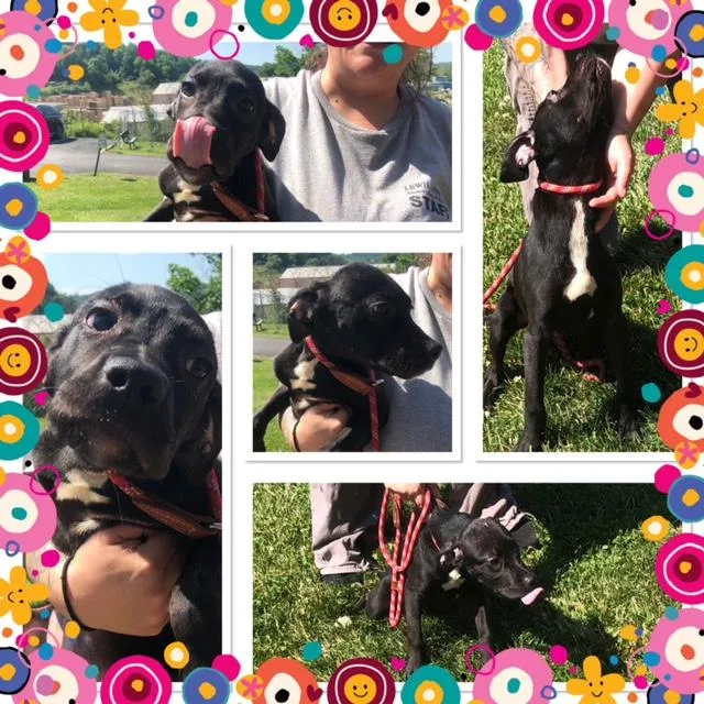 A baby small-sized female Black Mixed Breed dog named Stone for adoption in Buckhannon, WV