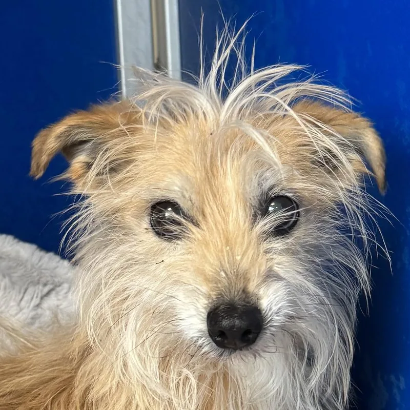 A senior small-sized female Yellow / Tan / Blond / Fawn Mixed Breed dog named Joy for adoption in Las Cruces, NM