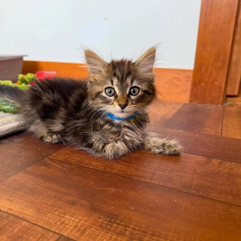 A baby small-sized male Brown / Chocolate Domestic Short Hair cat named CT Jackie avail Aug for adoption in Stormville, NY