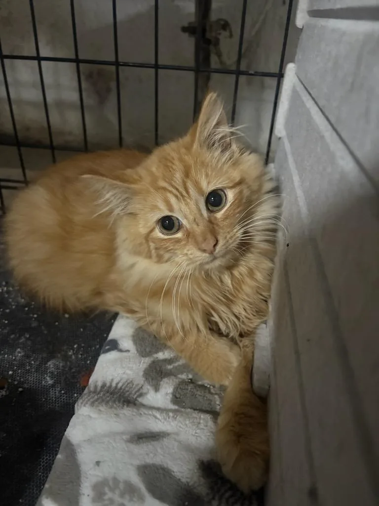 A young medium-sized male Tabby (Orange / Red) Domestic Medium Hair cat named Mr. Butters for adoption in East Brunswick, NJ