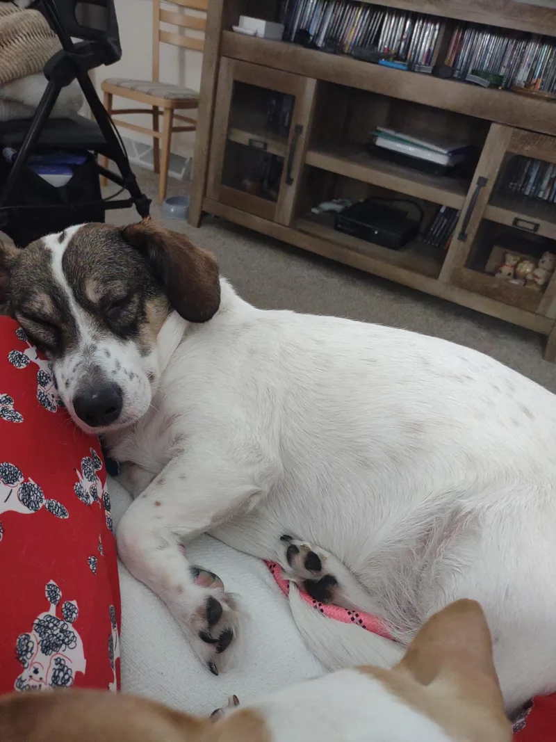 An adult medium-sized female Bicolor Mixed Breed dog named Roxie for adoption in Toledo, OH