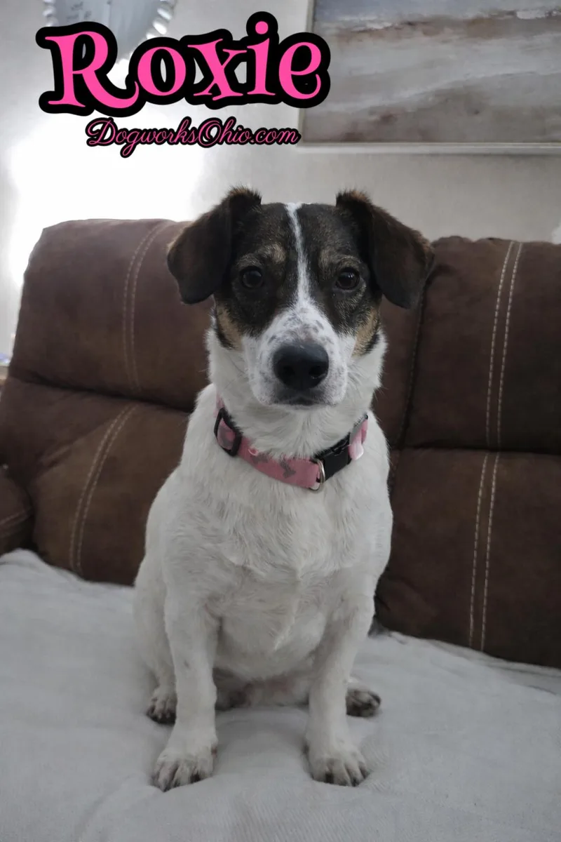 Roxie thumbnail 2