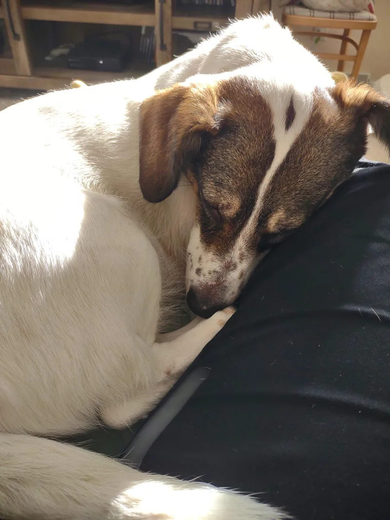 Roxie thumbnail 4