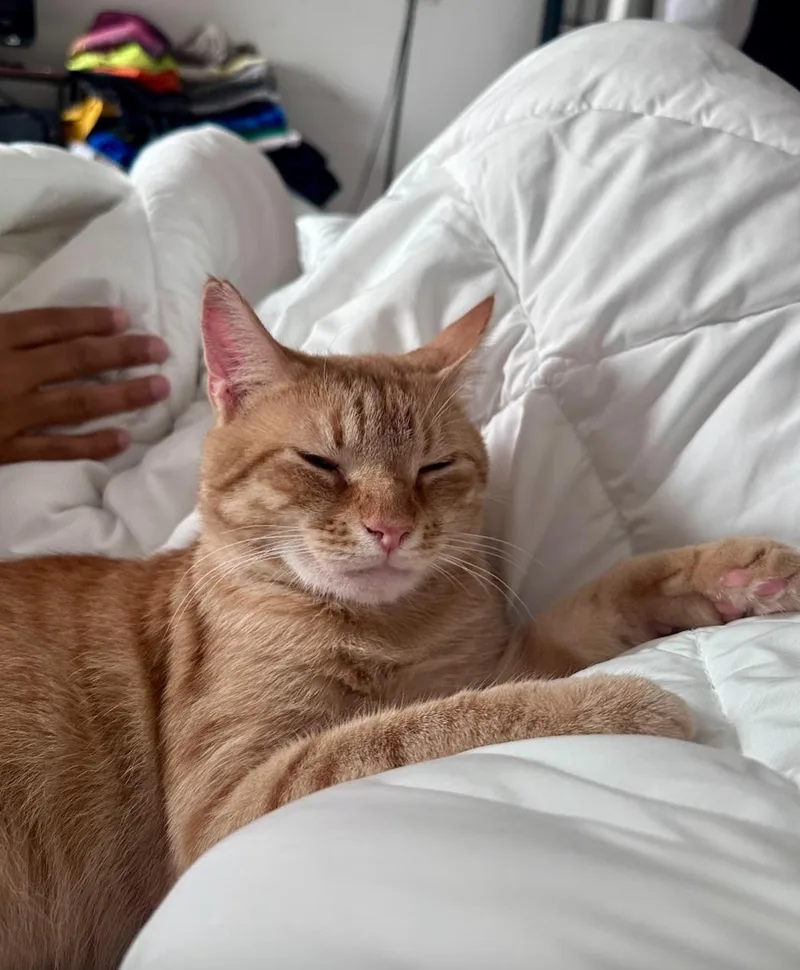 A young medium-sized male Orange / Red American Shorthair cat named Monty for adoption in brooklyn, NY