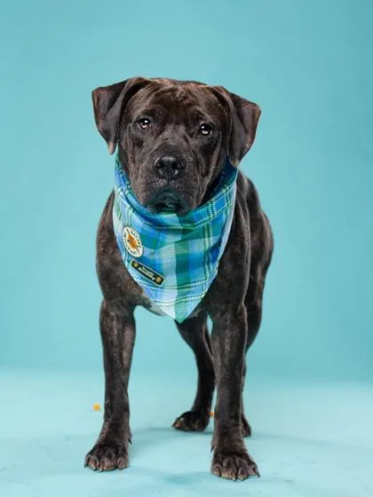 A young medium-sized male Mixed Breed dog named Union for adoption in Atlanta, GA