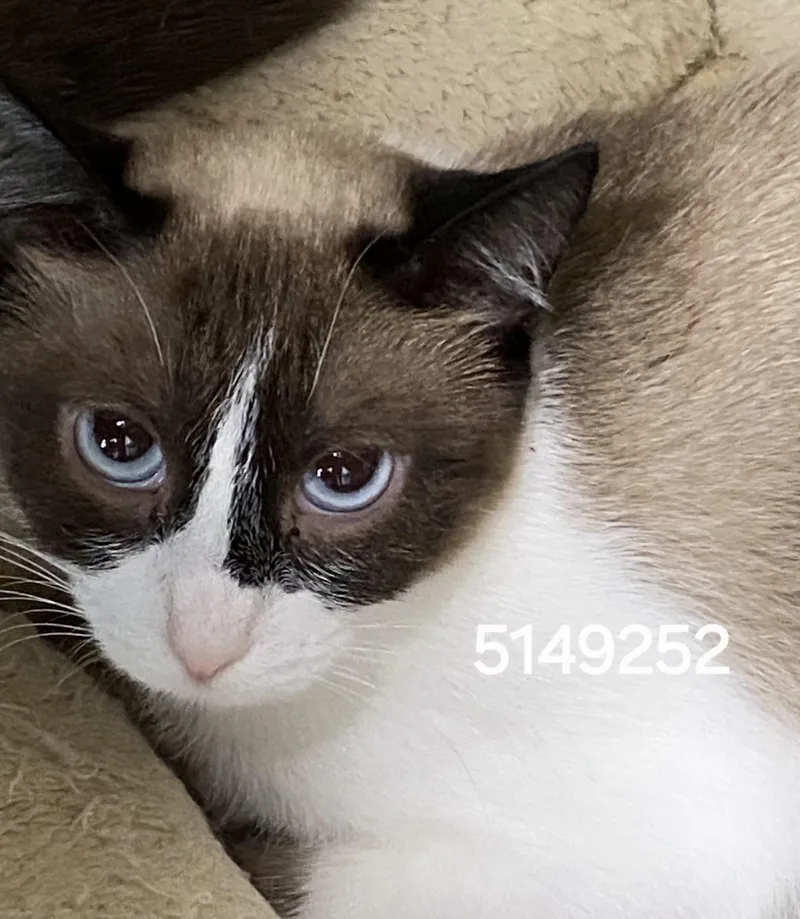 A young medium-sized female Siamese cat named 5149252 for adoption in Lees Summit, MO