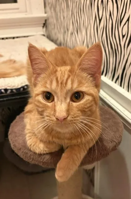 A baby medium-sized male Tabby (Orange / Red) Domestic Short Hair cat named CP  NC Gouda for adoption in Hazlet, NJ