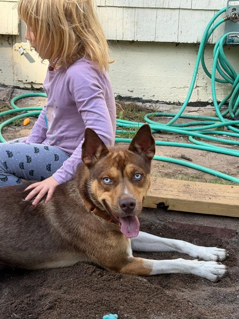 A young medium-sized male Husky dog named Prince Titan for adoption in Cloquet, MN