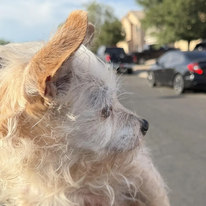 An adult small-sized female White / Cream Terrier dog named Daisy for adoption in Phoenix, AZ