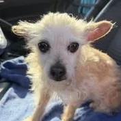 Daisy thumbnail 2