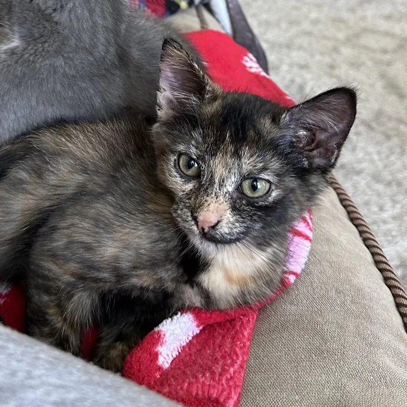 A baby small-sized female Tortoiseshell Domestic Short Hair cat named Fairway for adoption in Richmond, VA