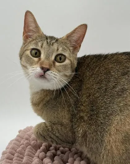 An adult small-sized female Domestic Short Hair cat named Kiki for adoption in Bowling Green, KY