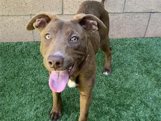 A young small-sized female Border Collie dog named Coco for adoption in Moreno Valley, CA