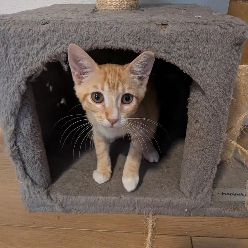 A baby small-sized male Orange / Red Domestic Short Hair cat named HR Violation for adoption in Port Richey, FL