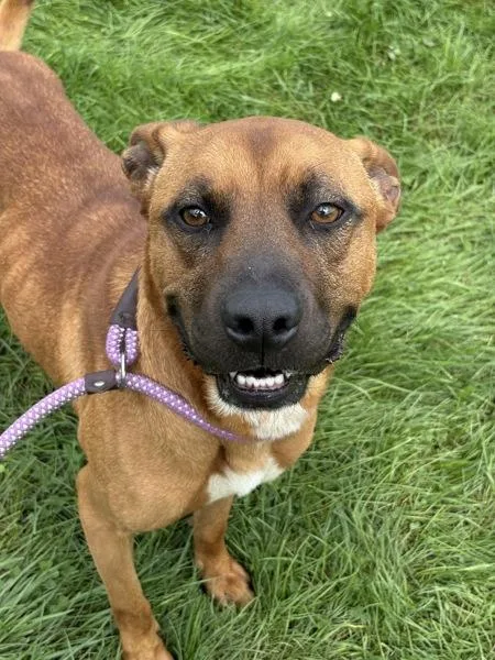 An adult large-sized male Hound dog named Dagwood for adoption in Lancaster, OH