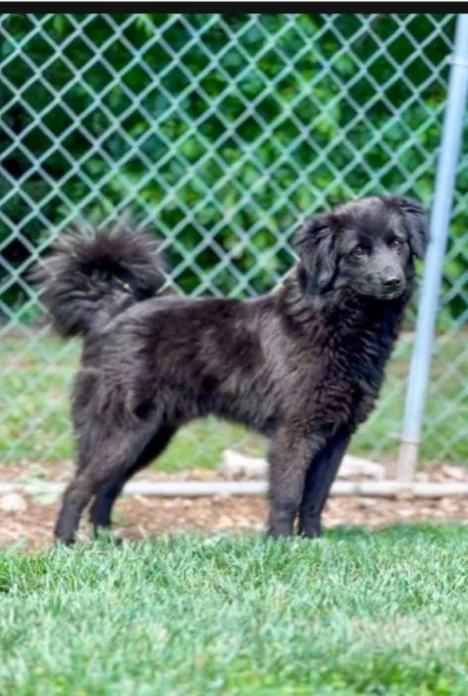 A young medium-sized male Black Border Collie dog named Dandy for adoption in Aurora, IN