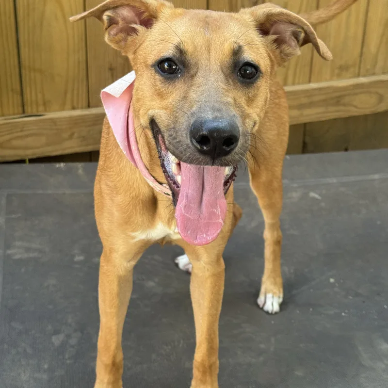 A young medium-sized female Yellow / Tan / Blond / Fawn Mixed Breed dog named Mavis for adoption in Fredericksburg, VA